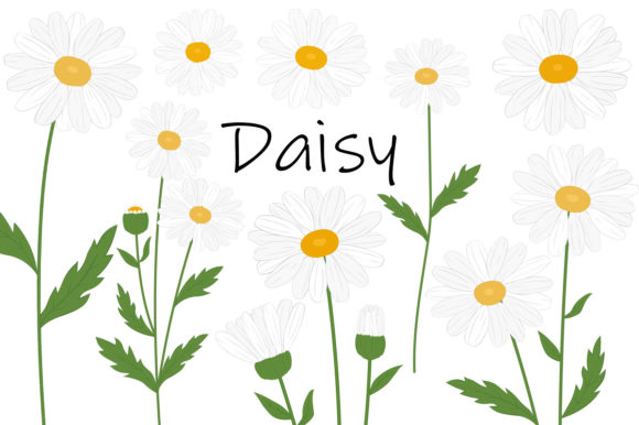 Daisy Flowers. Daisy SVG. Flowers SVG. Graphics and Illustrations Review