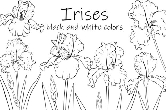 Flowers Irises Graphics and Illustrations for Crafting