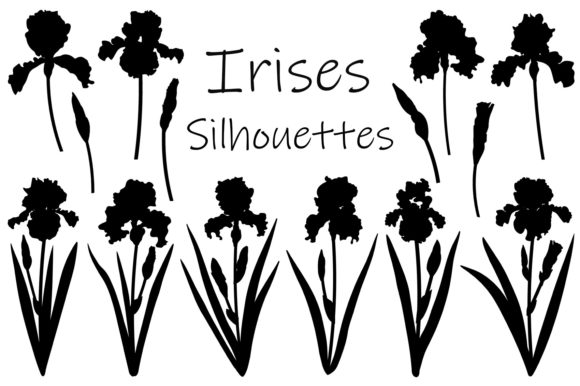 Flowers Irises Silhouettes Vector Review