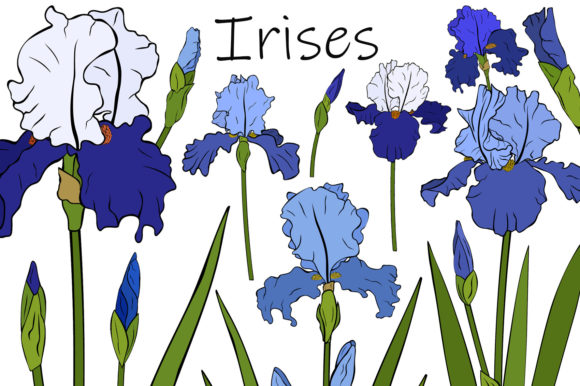 Irises Flowers Graphics and Illustrations for Editorial Use