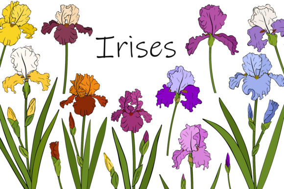 Irises Flowers Vector. Irises Graphics and Illustrations Review