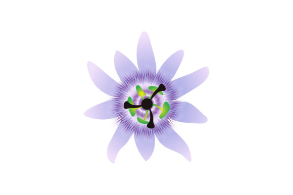 Passion Flowers Vector Graphics and Illustrations Review