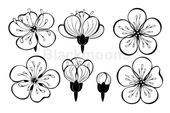 Set of Outline Sakura Flowers Graphics and Illustrations
