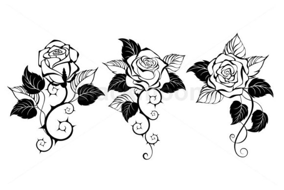 Three Outline Roses Graphics and Illustrations Review